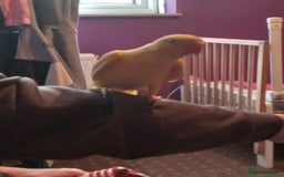Ringnecks birds for sale: Lutino ringnecks  - Image 3