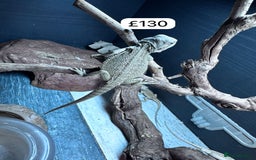 Bearded Dragon reptiles for sale: Bearded dragons babies&adults possible full setup - Image 9