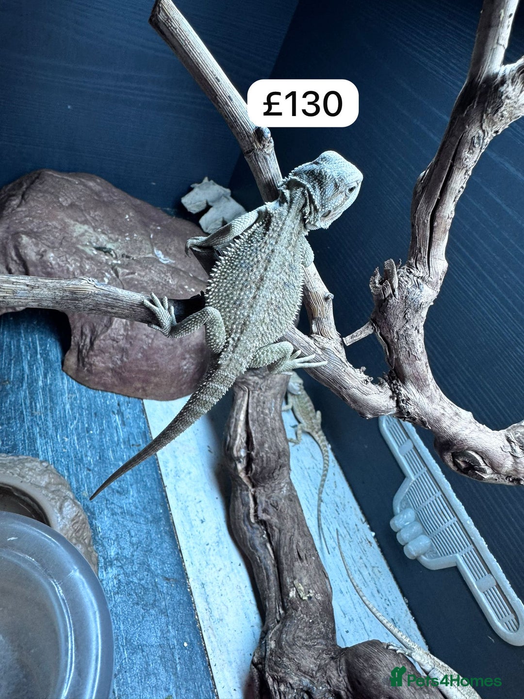 Bearded Dragon reptiles for sale: Bearded dragons babies&adults possible full setup - Image 9
