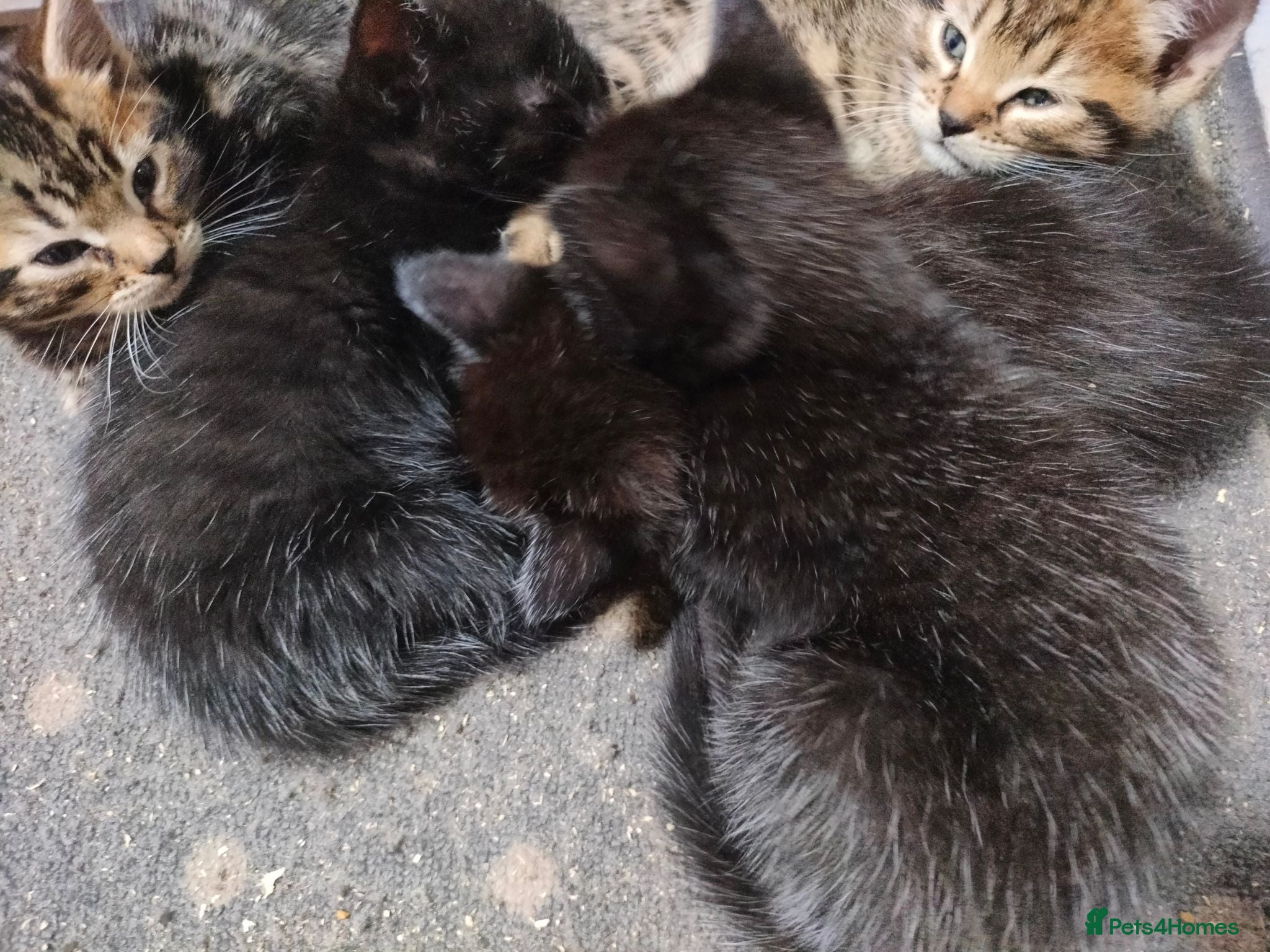Bengal cats Rare Silver Smoke Bengal and Black Kittens. MALES - Advert 4