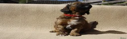 Mixed Breed dogs for sale: Havatoodle Pups - Advert 22