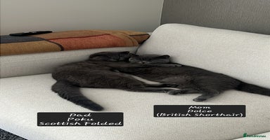 Scottish Fold cats - Advert 15