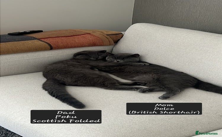 Scottish Fold cats - Advert 3