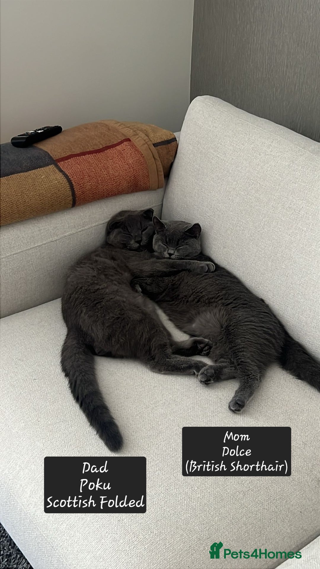 Scottish Fold cats for sale: ✨British Shorthair x Scottish Fold Kittens✨️ - Image 1