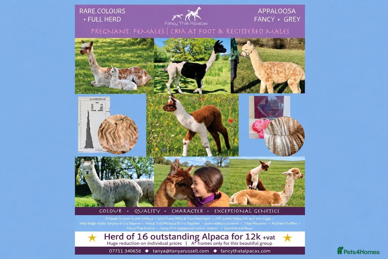 Alpaca livestock A very special breeding group of 16 alpacas - Advert 1
