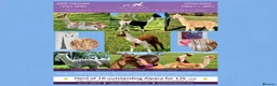 Alpaca livestock for sale: A very special breeding group of 16 alpacas - Advert 1