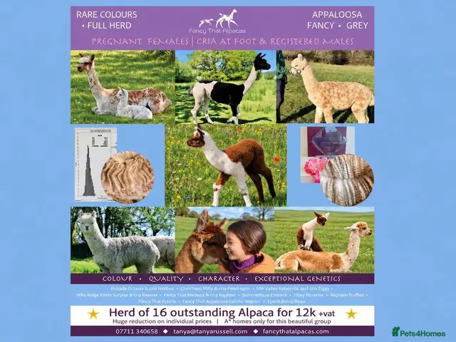 Alpaca livestock for sale: A very special breeding group of 16 alpacas - Advert 1