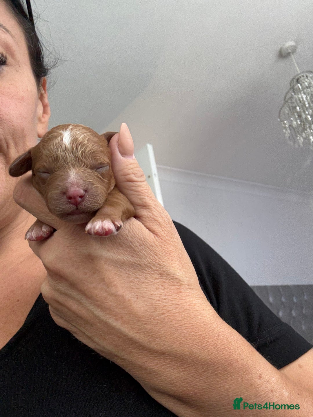 Cavapoo dogs for sale: Cavapoo F1b fully health tested 1 boy left - Image 30