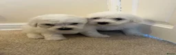 Maltese dogs for sale: Beautiful Maltese Puppies - Advert 6