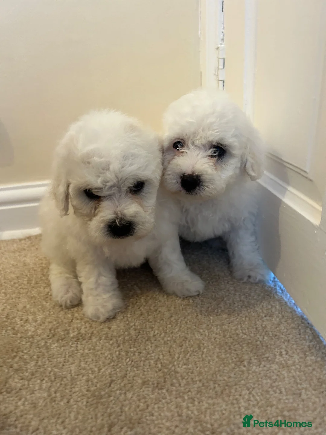 Maltese dogs for sale: Beautiful Maltese Puppies - Advert 6