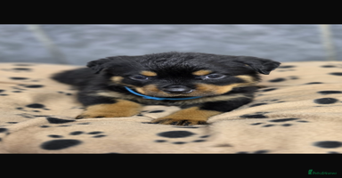 Rottweiler dogs Stunning Rottweiler puppy’s  - Advert 9