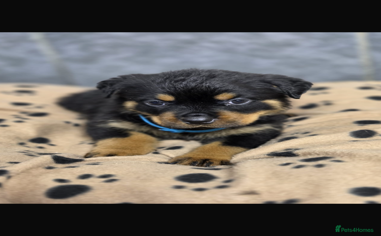 Rottweiler dogs Stunning Rottweiler puppy’s  - Advert 4