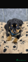 Rottweiler dogs Stunning Rottweiler puppy’s - Advert 3