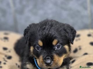 Rottweiler dogs Stunning Rottweiler puppy’s - Advert 4