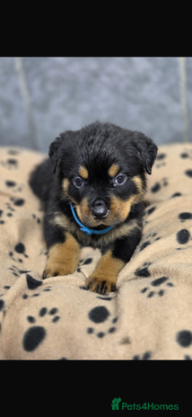 Rottweiler dogs Stunning Rottweiler puppy’s - Advert 3