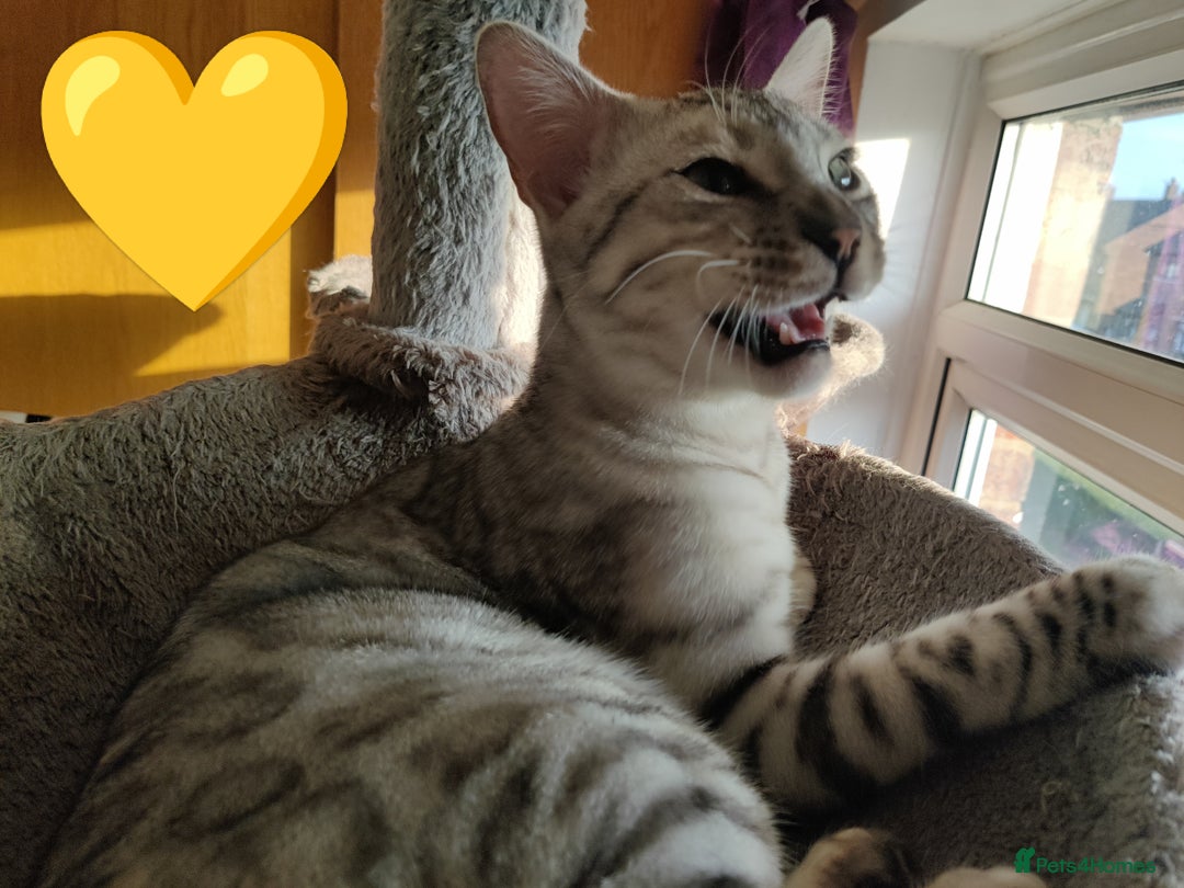 Bengal cats for sale: Only 2 boys left in Saint Helens - Image 6