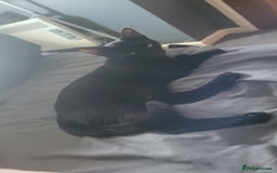 British Shorthair cats for sale: 2 black cats - Image 4