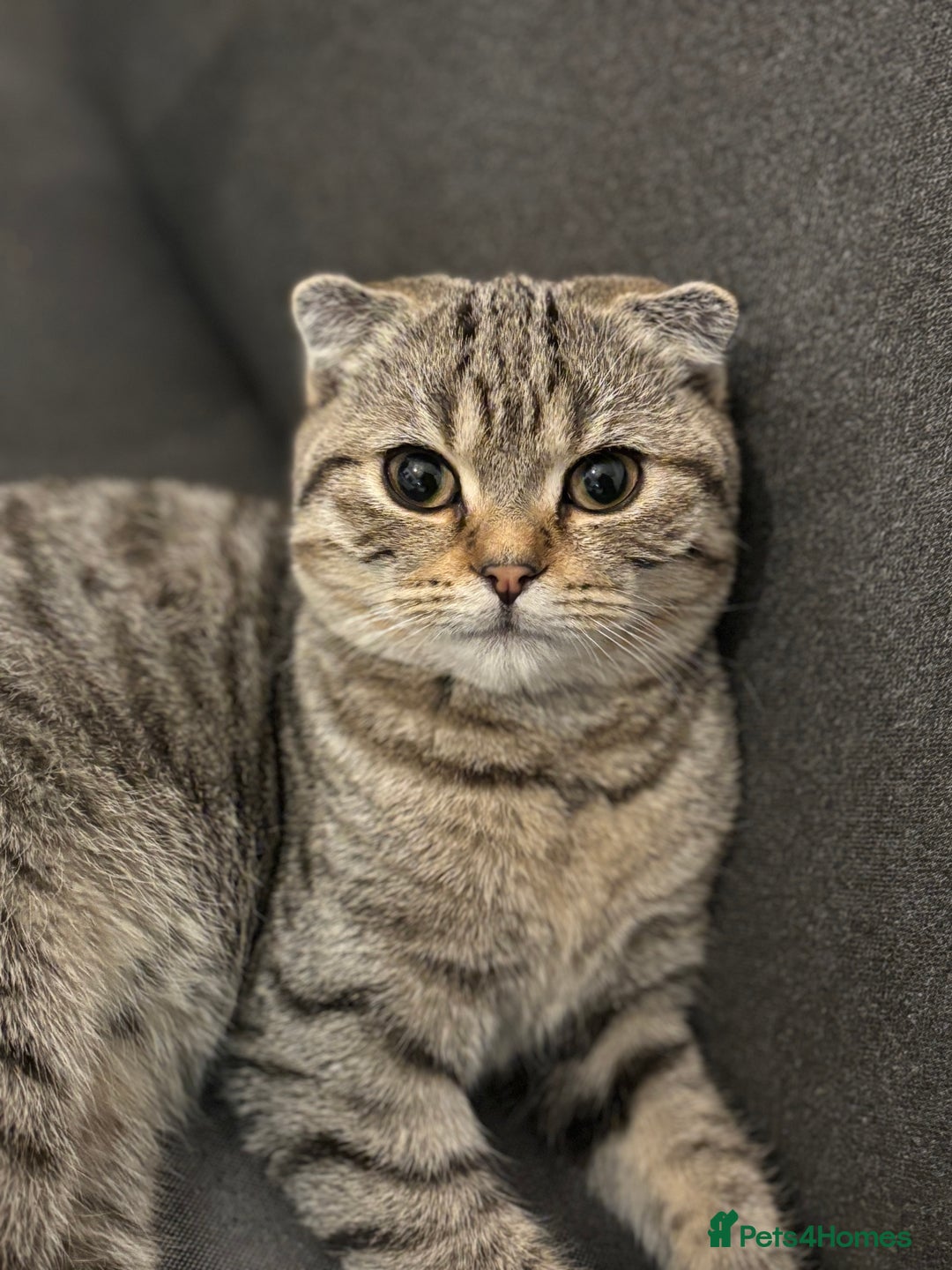 Scottish Fold cats for sale: Scottish Fold Pair ❤️ Must Stay Together! - Image 4