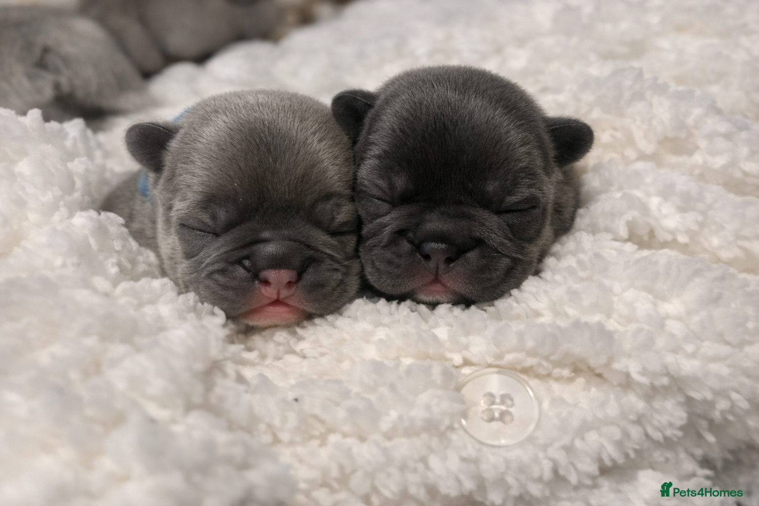 French Bulldog dogs ⭐️Champion bloodline KC registered French Bulldog - Advert 1
