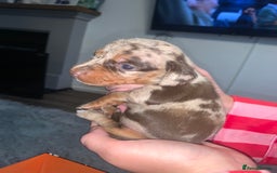 Miniature Dachshund dogs for sale: Kc miniature daschunds - Image 3