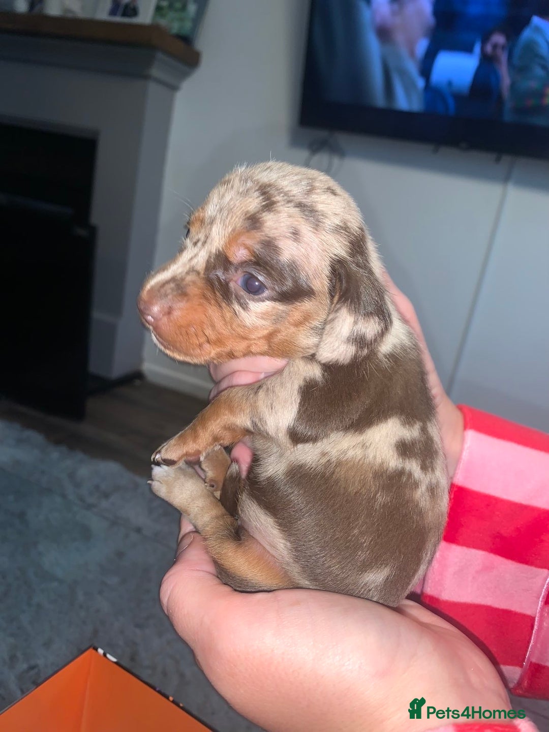 Miniature Dachshund dogs for sale: Kc miniature daschunds - Image 3