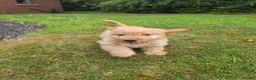 Cockapoo dogs for sale: F1 apricot and red Miniature Cockapoo puppies - Advert 12