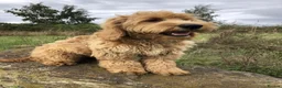 Goldendoodle dogs for sale: Phoebe F1 Miniature Goldendoodle - Advert 8