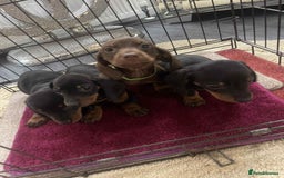 Dachshund dogs for sale: Dachshund puppy’s for sale  - Image 8