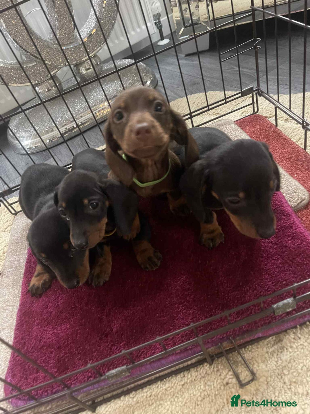 Dachshund dogs for sale: Dachshund puppy’s for sale  - Image 8