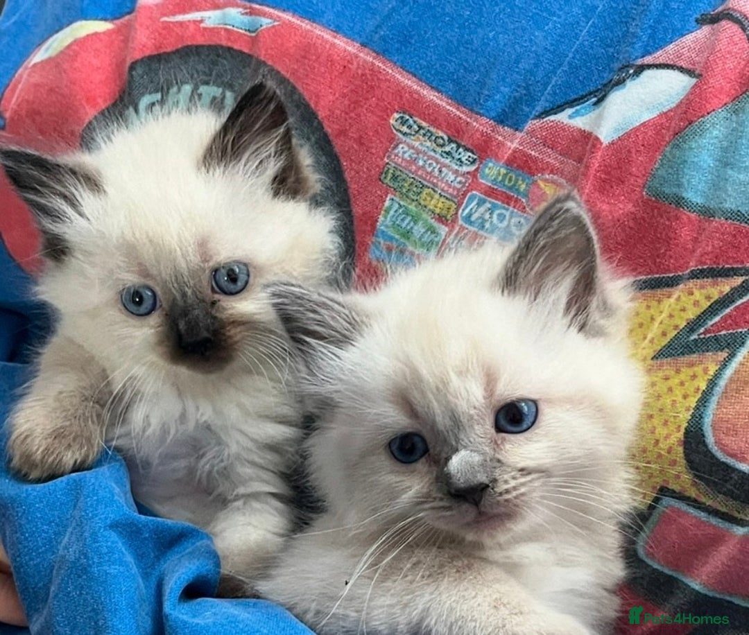 Ragdoll cats for sale: Blue eyed Ragdoll Kittens  - Advert 18
