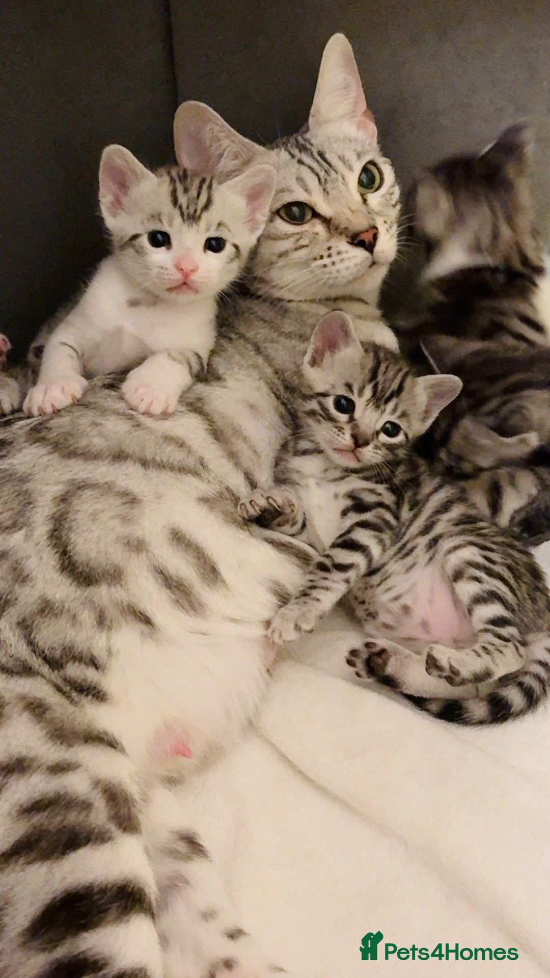Mixed Breed cats for sale: 🐾 7 adorable Bengal-cross kittens - Advert 5