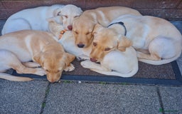 Labrador Retriever dogs for sale: Beautiful labrador puppies available now - Image 7