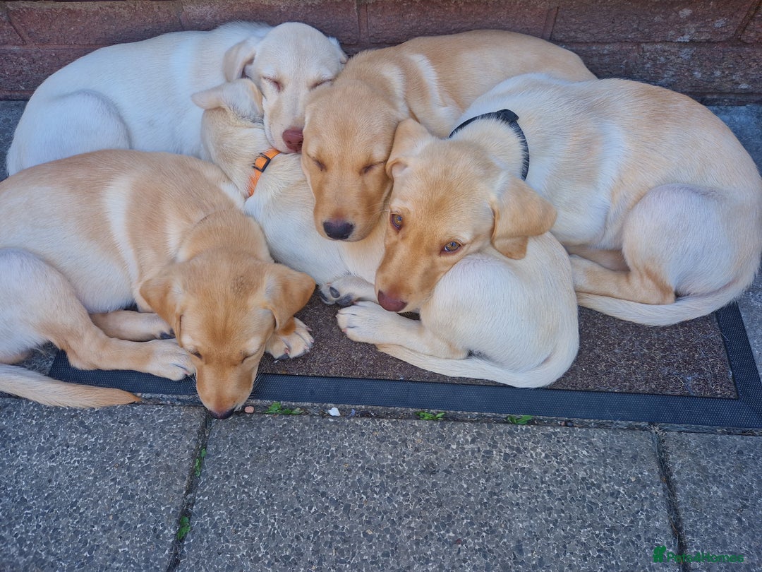 Labrador Retriever dogs for sale: Beautiful labrador puppies available now - Image 7
