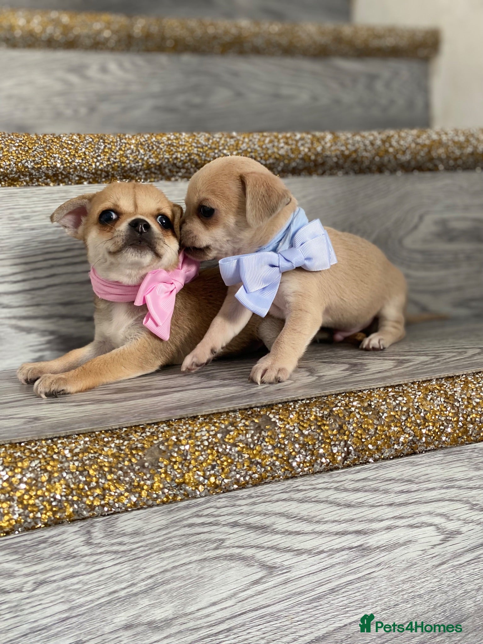 Chihuahua dogs Chihuahua puppies 1 boy💙 1 Girl 🩷 - Advert 6