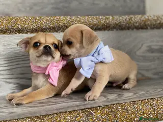 Chihuahua dogs Chihuahua puppies 1 boy💙 1 Girl 🩷 - Advert 6