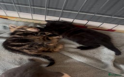 Mixed Breed cats for sale: 🥰 Beautiful kittens 🥰 - Image 8