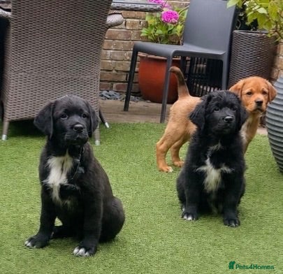 Mixed Breed dogs Central Asian Shepard x Rottweiler Puppies - Advert 2