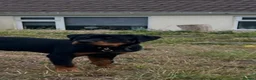 Rottweiler dogs for sale: Rottweiler puppies for show & breeding - Advert 40