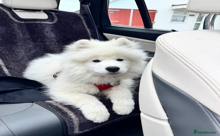 Samoyed dogs - Advert 1