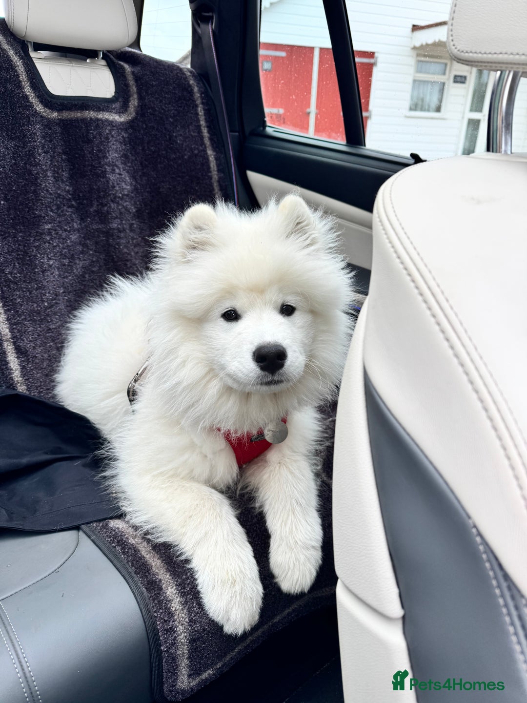 Samoyed dogs for sale: Samoyed Boy - Image 1
