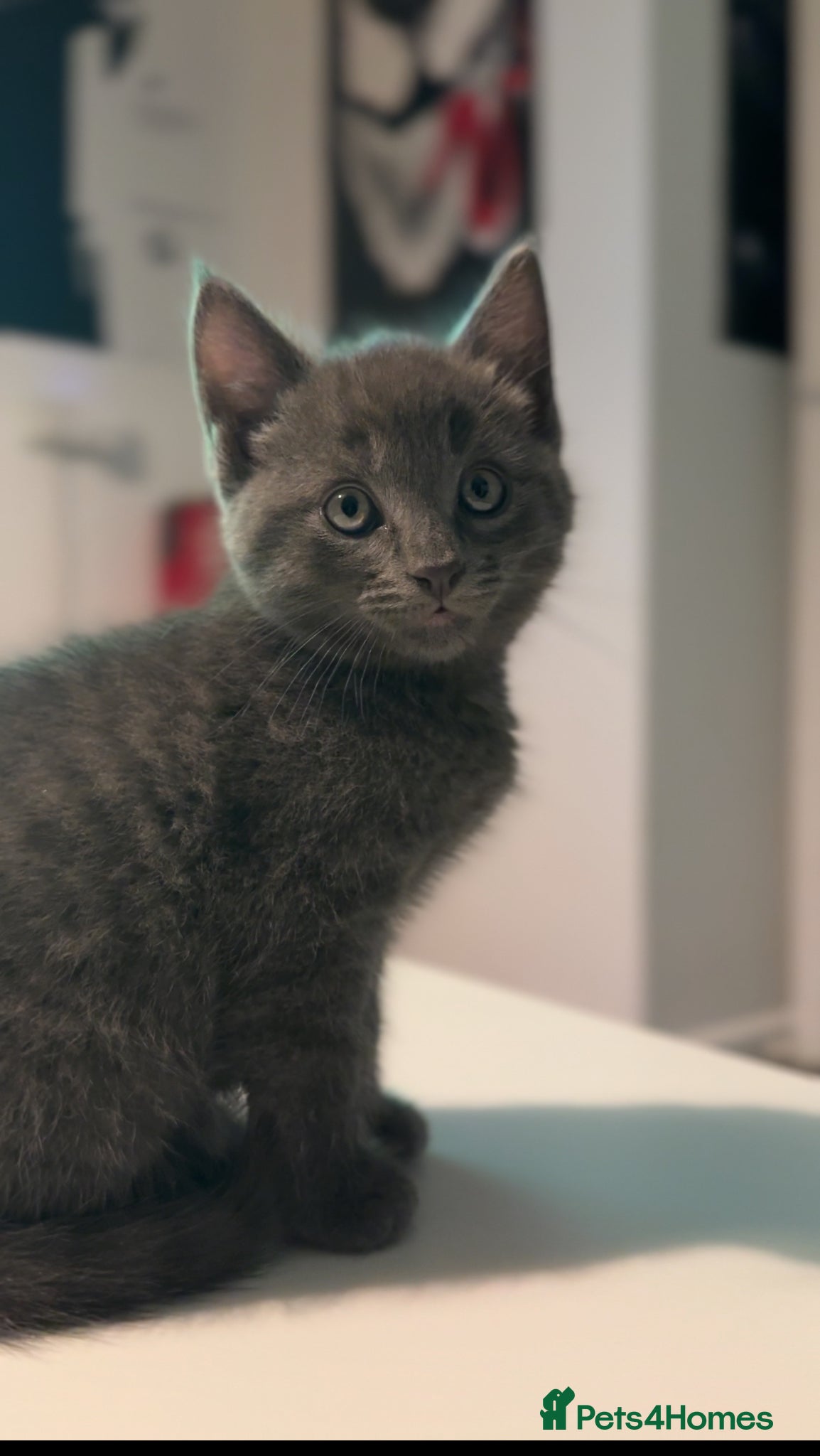 Mixed Breed cats curly eared mixed with british shorthair - Advert 6