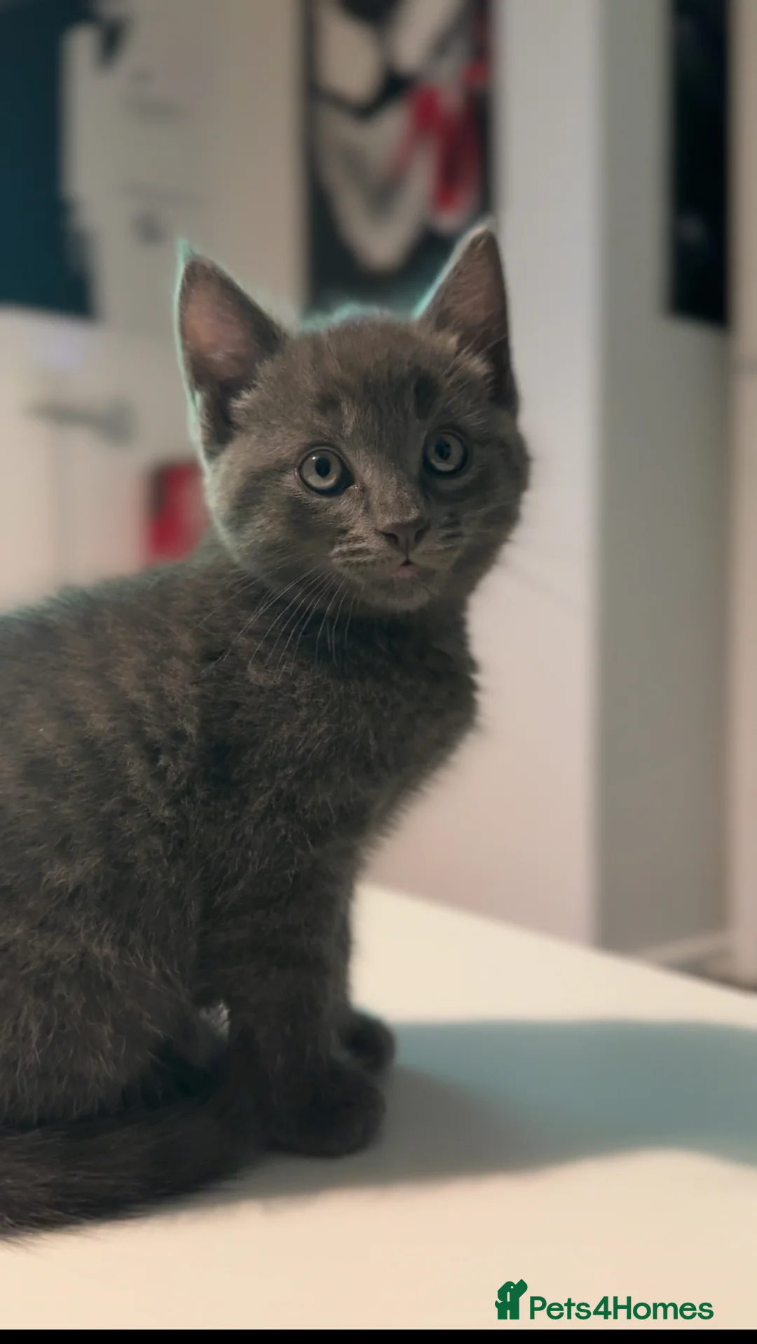 Mixed Breed cats for sale: curly eared mixed with british shorthair - Advert 1