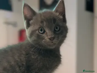 Mixed Breed cats curly eared mixed with british shorthair - Advert 6