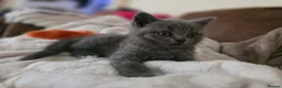 British Shorthair cats for sale: Beautiful British Shorthair kittens  - Advert 2