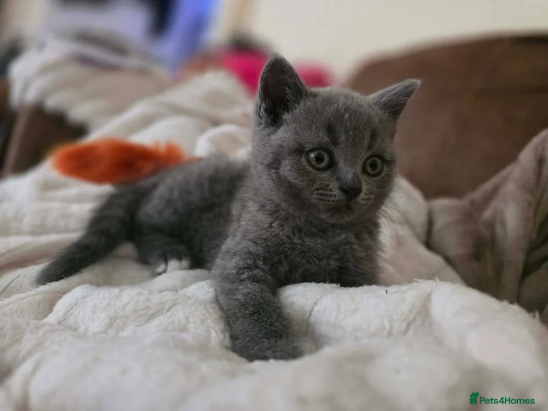 British Shorthair cats for sale: Beautiful British Shorthair kittens  - Advert 2
