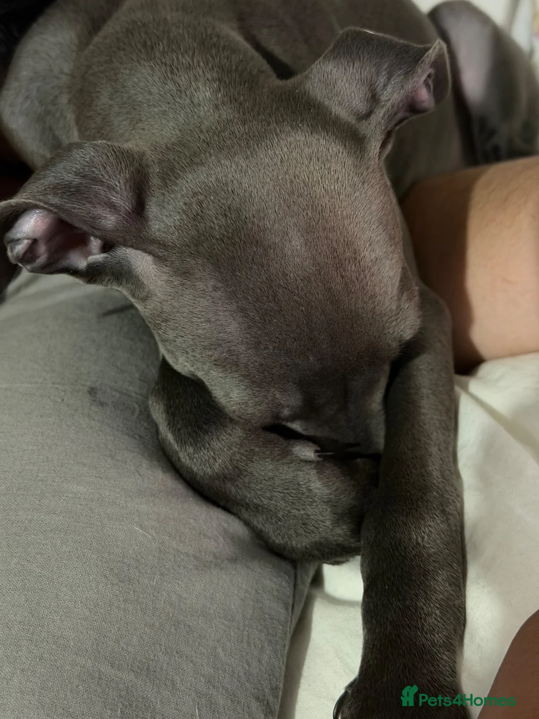 Italian Greyhound dogs for sale: Italian Greyhound Puppy Looking for a New Home in London - Advert 2