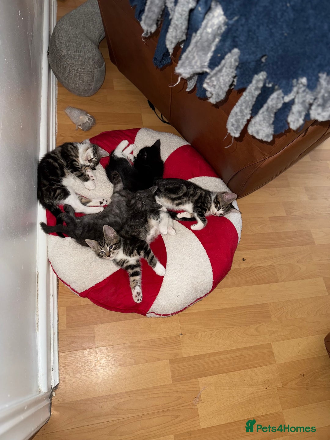 Maine Coon cats for sale: Russian Maine Coon Mixed  - Image 3