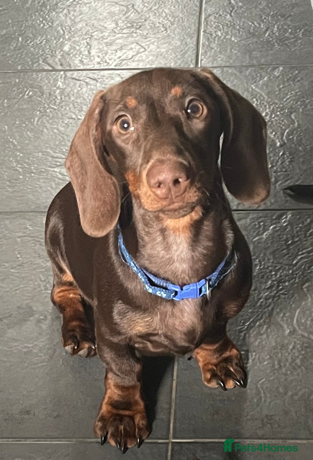Miniature Dachshund dogs for sale: Pra clear mini dachshund pups - Image 11