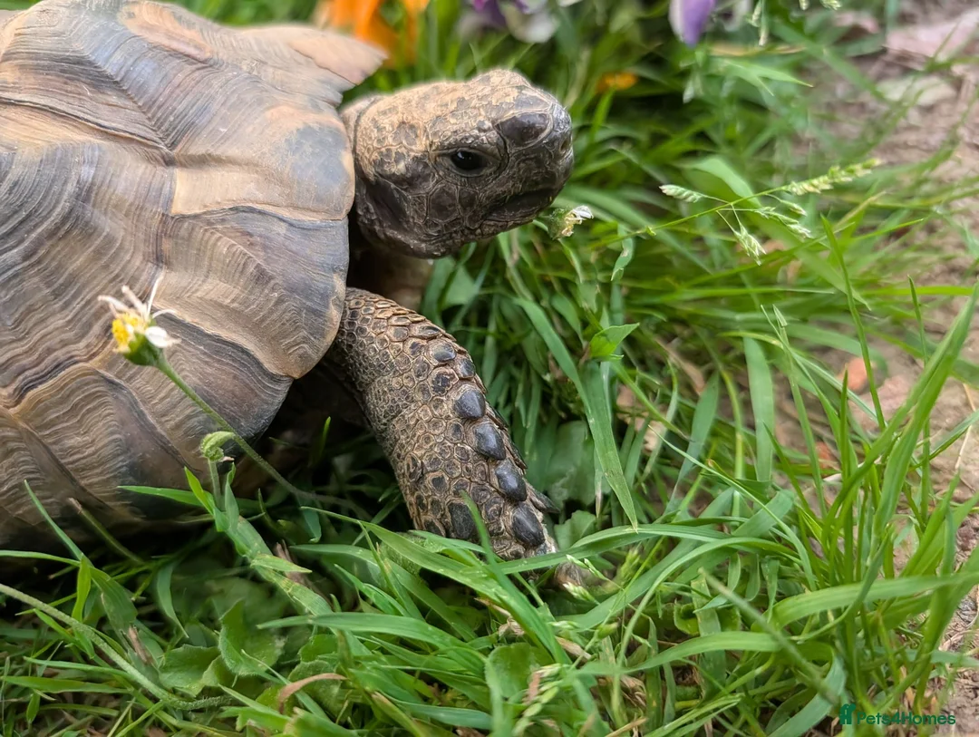 Tortoise reptiles for sale: Fred the tortoise  - Advert 2