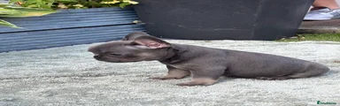 French Bulldog 4
